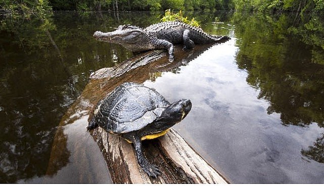 ‘Amerika’nın Amazonu’, 29 Ağustos Cumartesi Saat 20.00’de National Geographic WILD’da!